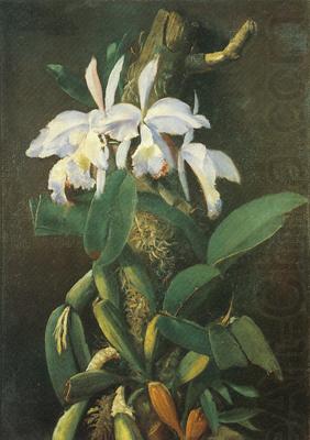 unknow artist Orquideas china oil painting image